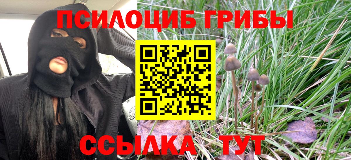 Галлюциногенные грибы Psilocybe Михайловка