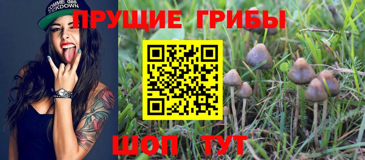 Галлюциногенные грибы прущие грибы  Галлюциногенные грибы Psilocybine cubensis  Михайловка  Вход с VPN 